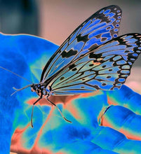 Load image into Gallery viewer, Butterfly Blue by Roberta Fineberg, Contemporary Color Photography on Aluminum, Limited Edition