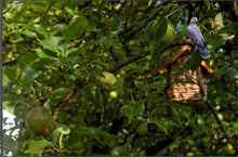 Load image into Gallery viewer, New England Pastoral, Sweet Life II by Roberta Fineberg, Color Photography