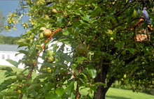Load image into Gallery viewer, New England Pastoral, Sweet Life II by Roberta Fineberg, Color Photography