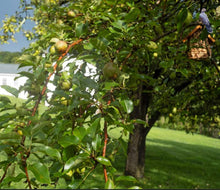 Load image into Gallery viewer, New England Pastoral, Sweet Life II by Roberta Fineberg, Color Photography
