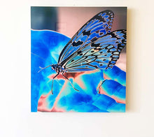 Load image into Gallery viewer, Butterfly Blue by Roberta Fineberg, Contemporary Color Photography on Aluminum, Limited Edition