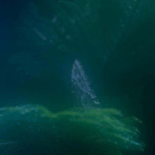 Load image into Gallery viewer, Dream Span by Roberta Fineberg, Contemporary Color Photography of a Butterfly