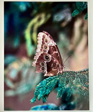 Load image into Gallery viewer, Broken Wing by Roberta Fineberg, Contemporary Photography of Butterflies