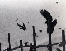 Load image into Gallery viewer, Nayoro by Masahisa Fukase, Contemporary Japanese Photography, Black-and-White Limited Edition