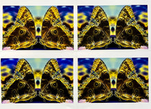 Load image into Gallery viewer, Love at First Sight by Roberta Fineberg, Contemporary Photography of Butterflies