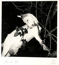 Load image into Gallery viewer, Contemporary Japanese Photography, A Limited Edition Portfolio