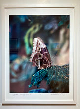 Load image into Gallery viewer, Broken Wing by Roberta Fineberg, Contemporary Photography of Butterflies