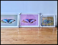 Load image into Gallery viewer, Hottie by Roberta Fineberg, Contemporary Color Photography of Butterflies