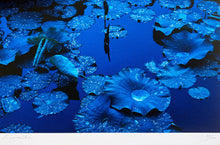 Load image into Gallery viewer, Blue Lotus, Japan by Tadayuki Naito, Contemporary Japanese Color Photography