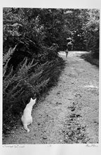 Load image into Gallery viewer, Summer Cat by Hank Gans, Black-and-White Photography