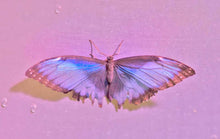 Load image into Gallery viewer, Hottie by Roberta Fineberg, Contemporary Color Photography of Butterflies
