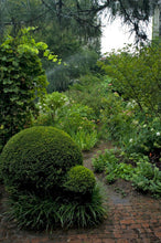 Load image into Gallery viewer, Paradise in New York City by Roberta Fineberg, Color Photograph of an Urban Oasis in Downtown Manhattan.