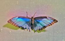 Load image into Gallery viewer, Tamed by Roberta Fineberg, Contemporary Color Photography of Butterflies