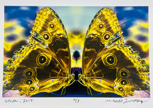 Load image into Gallery viewer, Union by Roberta Fineberg, Color Photograph of Butterfly Pair.