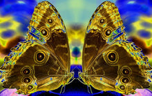 Load image into Gallery viewer, Union by Roberta Fineberg, Color Photograph of Butterfly Couple