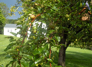 New England Pastoral, Sweet Life II by Roberta Fineberg, Limited Edition Signed Photograph