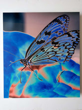 Load image into Gallery viewer, Butterfly Blue by Roberta Fineberg, Contemporary Color Photography on Aluminum, Limited Edition
