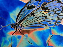 Load image into Gallery viewer, Butterfly Blue by Roberta Fineberg, Contemporary Color Photography on Aluminum, Limited Edition
