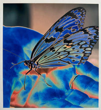 Load image into Gallery viewer, Butterfly Blue by Roberta Fineberg, Contemporary Color Photography on Aluminum, Limited Edition
