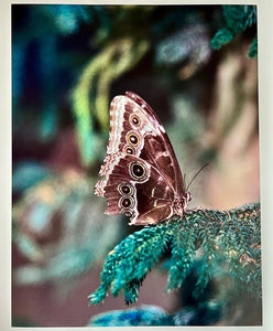 Broken Wing by Roberta Fineberg, Contemporary Photography of Butterflies