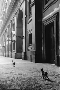 Cats, Naples, Italy, Black and White Street Photography 1950s by Leonard Freed