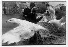 Load image into Gallery viewer, Picnic with Birds, England by Leonard Freed, Black and White Small Photograph
