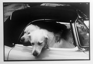 Dogs, USA, Greenwich, CT, Black and White Small Photograph of Pets by Leonard Freed