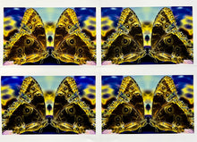 Load image into Gallery viewer, Love at First Sight by Roberta Fineberg, Contemporary Photography of Butterflies
