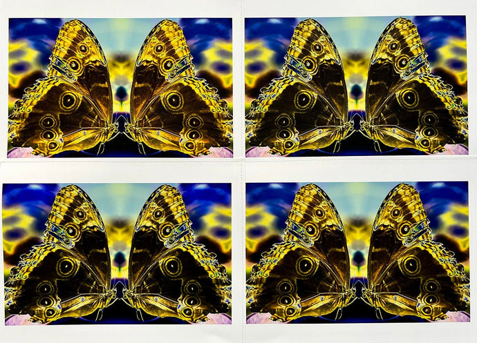 Love at First Sight by Roberta Fineberg, Contemporary Photography of Butterflies