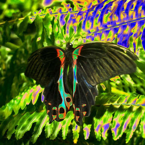 Star by Roberta Fineberg, Butterfly Series, Contemporary Still Life Photograph of a Butterfly.