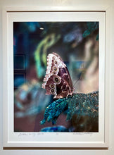 Load image into Gallery viewer, Broken Wing by Roberta Fineberg, Contemporary Photography of Butterflies
