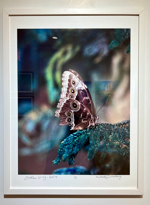 Broken Wing by Roberta Fineberg, Contemporary Photography of Butterflies