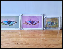 Load image into Gallery viewer, Tamed by Roberta Fineberg, Contemporary Color Photography of Butterflies

