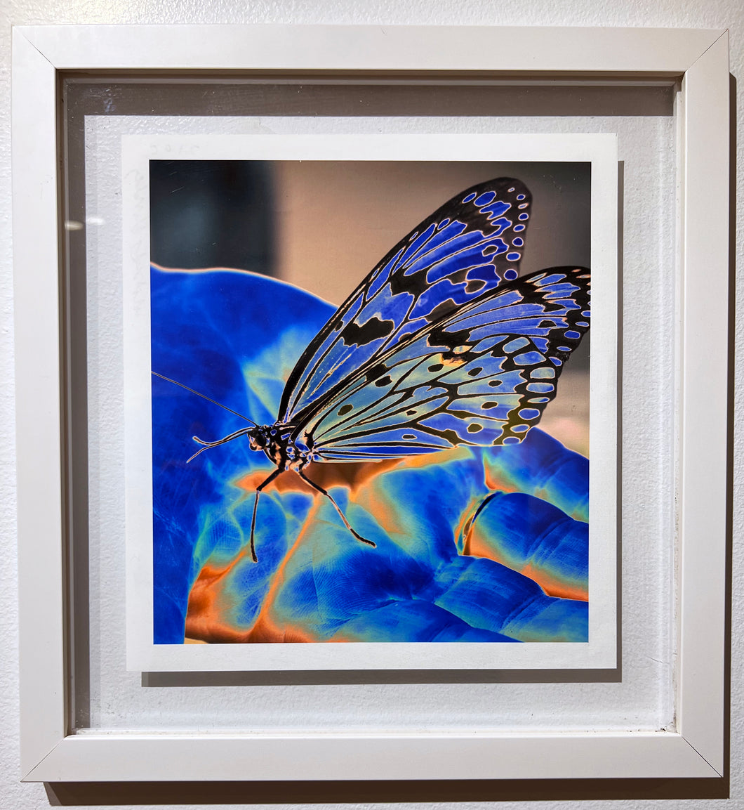 Butterfly Blue, Limited Edition Color Photography of Butterflies by Roberta Fineberg