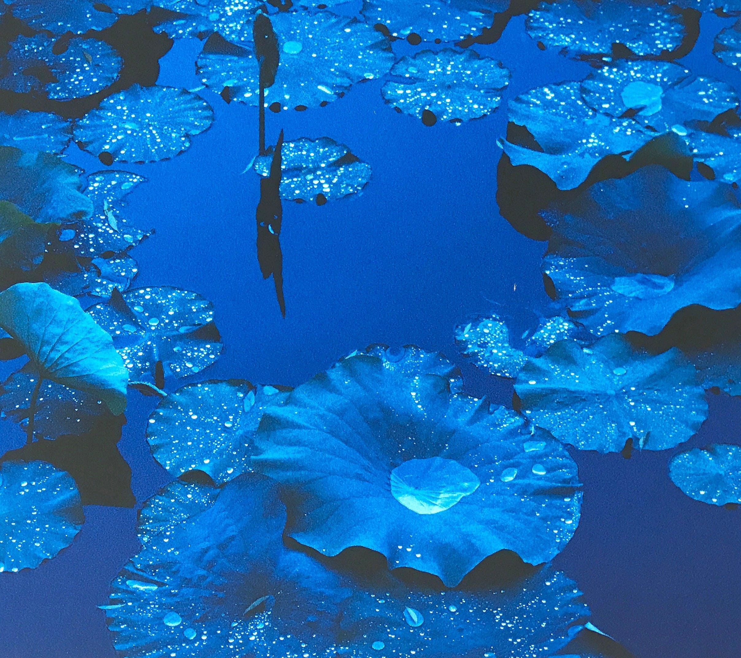 Blue Lotus, Japan  by Tadayuki Naito, Contemporary Japanese Color Photography
