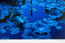Load image into Gallery viewer, Blue Lotus, Japan  by Tadayuki Naito, Contemporary Japanese Color Photography
