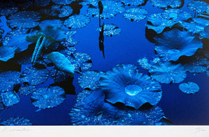 Blue Lotus, Japan  by Tadayuki Naito, Contemporary Japanese Color Photography