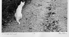 Load image into Gallery viewer, Summer Cat by Hank Gans, Black-and-White Documentary Photography
