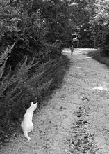 Load image into Gallery viewer, Summer Cat by Hank Gans, Black-and-White Documentary Photography
