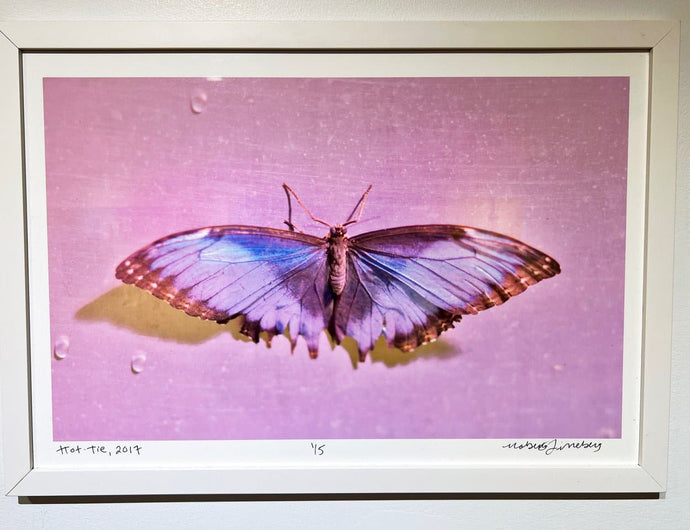 Hello, Goodbye by Roberta Fineberg, Contemporary Color Photography of a Butterfly