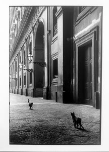 Cats, Naples, Italy, Black and White Street Photography 1950s by Leonard Freed