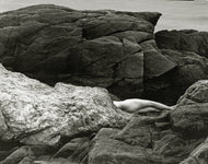 Nude #125 by Carl Hyatt, Gold Toned Photograph of Female Nude 1990s