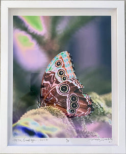 Hello, Goodbye by Roberta Fineberg, Contemporary Color Photography of a Butterfly