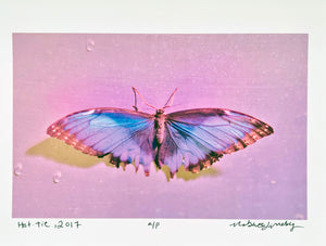 Hottie by Roberta Fineberg, Contemporary Color Photography of Butterflies