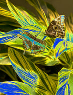 Stay by Roberta Fineberg, Butterfly Series, Contemporary Photography of Butterflies