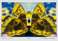 Union by Roberta Fineberg, Contemporary Color Photograph of Butterfly Pair in Phaidon Butterfly Book