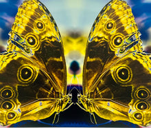 Load image into Gallery viewer, Union by Roberta Fineberg, Color Photograph of Butterfly Pair

