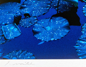 Blue Lotus, Japan  by Tadayuki Naito, Contemporary Japanese Color Photography