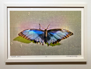 Tamed by Roberta Fineberg, Contemporary Color Photography of Butterflies