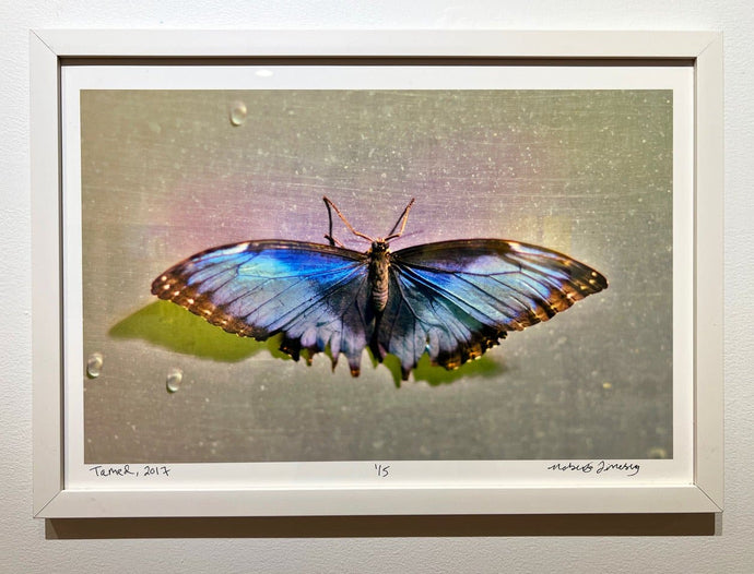 Tamed by Roberta Fineberg, Contemporary Color Photography of Butterflies